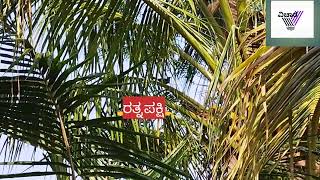 ಇದು ಏನು ಹೇಳಿ