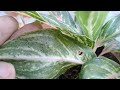 How to Clean Aglaonema Leaves, Removing Black Pests