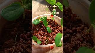 Comment me plant name????  See description #shortsfeed #shortvideo