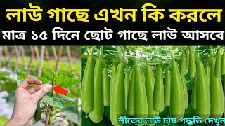 লাউ গাছে এখন কি করলে - মাত্র ১৫ দিনে ছোট গাছে লাউ আসবে- লাউ গাছে ফলন বৃদ্ধির উপায় - লাউ চাষ পদ্ধতি