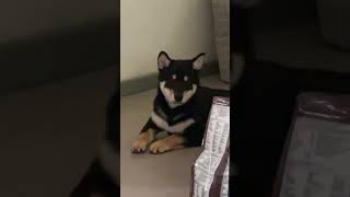 Shiba inu/8kg的小柴猪，终究是把小狗养成了小猪呀#柴犬 #黑柴 #狗狗#shibainu