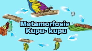 Metamorfosis Kupu - kupu 🦋 🦋 || Ulat daun pisang