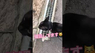 【天才】めっちゃ賢いうちの猫！最後までご覧ください♪ #cat