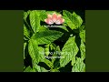 Mentha × Piperita - Peppermint