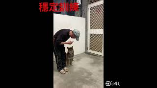 愛犬上學去 之柴犬酷哥行為矯正護食及咬人15天成果；穩定訓練30天成果-46