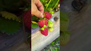 Mara Des Bois, the best tasting strawberry#backyardgardening #strawberry #growyourownfood