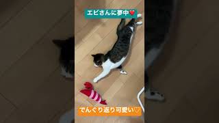 マタタビの実に酔っ払うとこうなる...可愛い♡