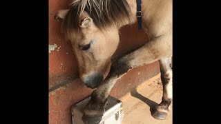 弟フィヨルドホース　「見てて、…えいっ」　🐴🦵🏻😏