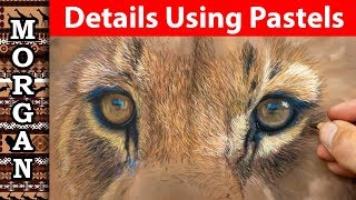 Drawing Details with Pastel Pencils - Jason Morgan wildlife art