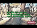 비운의 조선 제6대 왕 단종 유배지 청령포를 가다.