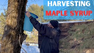 Learning to Harvest Maple Syrup | Big Guy, Little Maple Syrup Operation