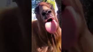 POV: WHAT IS YOUR SCENARIO Funny Goat Videos 2022  Hahaha #shorts