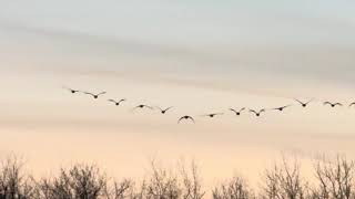 Backyard pit stop for hundreds of migrating geese