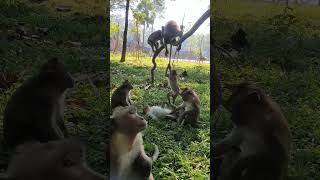 Wild monkey playing for fun #monkey #wildanimal #shortsvideo