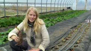 Swiss Chard seed production