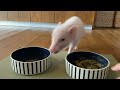 マイクロブタの赤ちゃんがご飯を食べる｜びしゃまる🐷