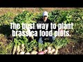 The best way to plant brassica food plots for deer.