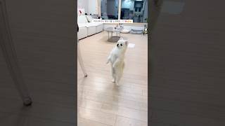 막내 루키의 새로운 계인기~🤭👍🏻🐶 #강아지 #계인기 #강아지일상 #강아지계인기