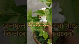 বেলফুল জুইফুল গাছ ঝাঁকড়া করবেন?#বেলফুল #জুইফুল #shortsviral #gardening #biprogarden