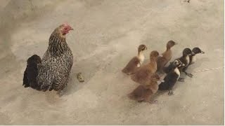 Mother Hen And Baby Duck মা মুরগি এবং হাশের ছানা হাশের ছানা পালনের পদ্দোতি funny Farming