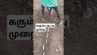 கரும்பு நடவு முறை