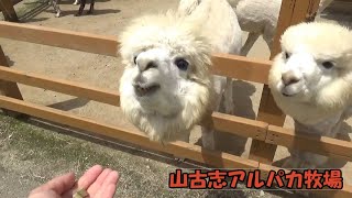 【山古志アルパカ村（油夫牧場）】アルパカのエサやり体験