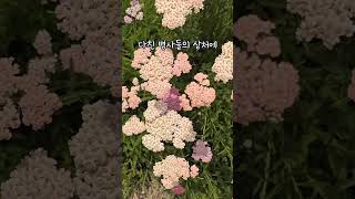 [식사남의 우주식물 - 우리 주변 식물 알아보기7 서양톱풀]#서양톱풀