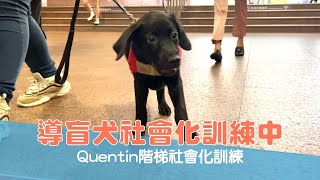 【導盲犬上課趣 Ep.53】導盲幼犬社會化訓練中 Quentin階梯社會化訓練