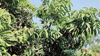 आमच्या घरासमोरील बाग आणि आंब्याचे झाड..🥭Garden \u0026 Mango tree in front of my house..🥭#mango #garden