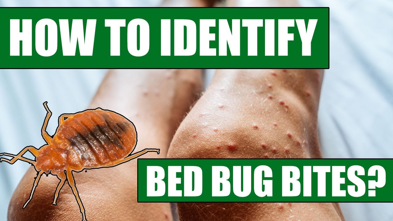Identify Bed Bug Bites Dogs Vrogue Co Identify Bed Bug Bites Dogs Vrogue Co