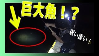 猛毒を持った巨大魚ＶＳ武c【武c大物を狙う旅4話】