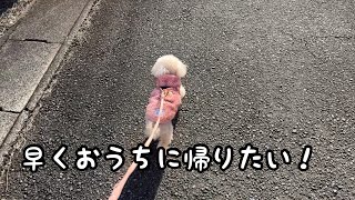 とーちゃんに連れて行かれたくないトイプードルです