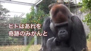 日本モンキーセンターのタロウ　～奇跡のみかん編～