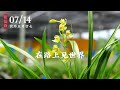 建兰小夏皇梅—宜宾荷仙，开出了蕙兰的气势，