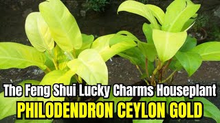 Philodendron Ceylon Gold | The Feng Shui Lucky Charms Houseplant