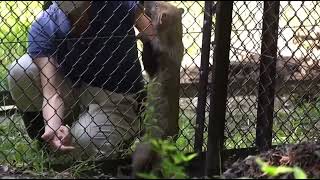 東山動植物園　飼育員さんに撫でられ嬉しそうなヤブイヌ　あんこ