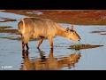 LIVE at the waterhole - 21 May 2026