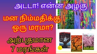 ஆச்சரிய பட வைக்கும் உலகின் 7 அற்புதமான மரங்கள் 🤩🤭🤭🤭