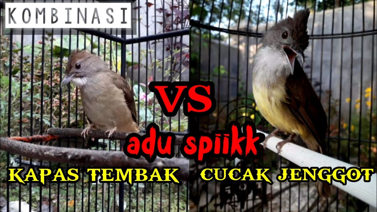 KAPAS TEMBAK VS CUCAK JENGGOT - YouTube