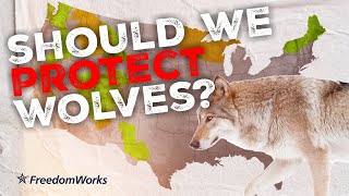 Are Gray Wolves REALLY Endangered? Trust the Science!