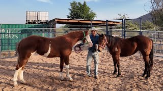 Welcome to LA VACA and CAYETANA - 2023 Fillies to be leased at Rancho La Corporación