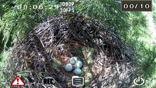 オオタカ繁殖巣 2016年5/12 7:53:44～5/13 3:29:10（+4:26:32） 長野市 / Goshawk Breeding Nest in Nagano city, Japan