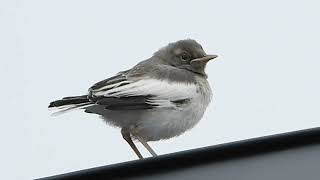 【身近な野鳥の鳴き声】この鳴き方してたら近くにヒナがいるかも！セグロセキレイJapanese Wagtail / Motacilla grandis