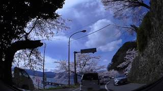 海津大崎の桜　ダイジェスト2019年