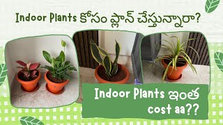 OMG..!! Indoor Plants ఇంత Cost ఆఆ?? #airpurifier #indoorplants #snake #spider #lipstick #peacelily