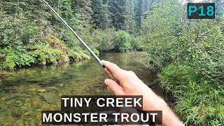 TINY creek is full of MONSTER trout - a creek this small should not have this ma