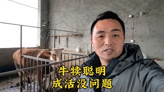 头胎反骨母牛能养吗？经过20多天的调教，看看表现如何？