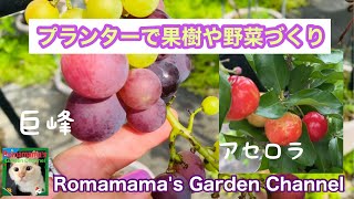 【家庭菜園】プランターで果樹や野菜を作ろう  #果樹栽培　#プランター菜園