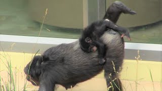 カズミと生後一か月の赤ちゃんチンパンジー24 Kazumi \u0026 one month old baby chimpanzee