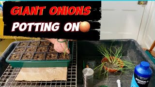 Giant onion growing challenge 9, potting on. #gogc2425